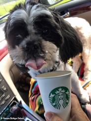 Lucy loves going to Starbucks